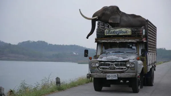 Thaneth Warakulnukroh in Pop Aye - In a chance encounter, a disenchanted architect bumps into his long-lost elephant on the streets of Bangkok. Excited, he takes his elephant on a journey across Thailand in search of the farm where they grew up together. 
