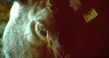 Leonor Varela on 2222, aka Leonor, the cow: “She would be the protagonist.”