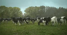 Leonor Varela on 2222 with the herd: “Cows are very skittish, they’re not easy to get close to …”