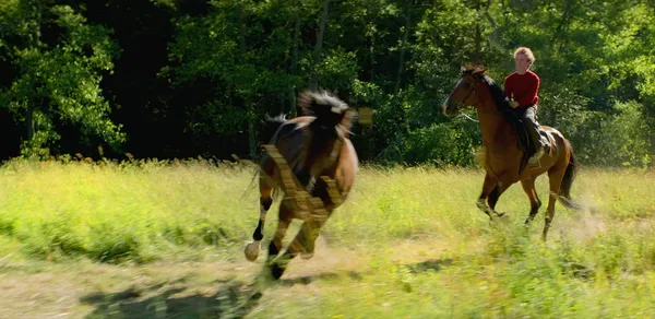 Out Stealing Horses