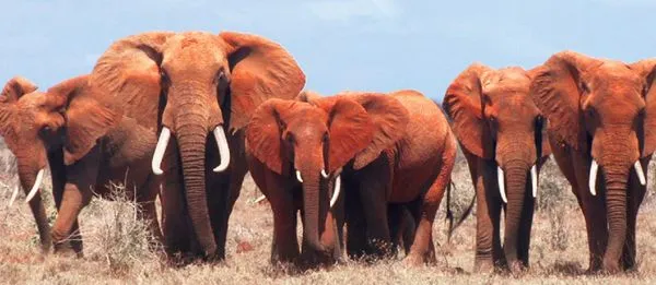 African Elephants in White Gold: "This time around it's much more serious because there's less elephants and more demand."