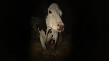 Thom Powers: “Cow is a look at the world through a cow’s eyes, or looking into the cow’s eyes.”