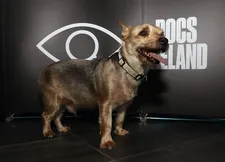 Freedom the dog