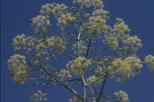 The Flowers Stand Silently Witnessing