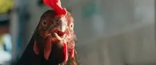 Hen