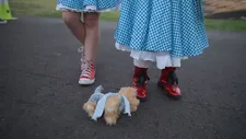 Jeffrey McHale’s It's Dorothy!