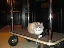 Matilda at the Algonquin Hotel keeping an eye out for the president.