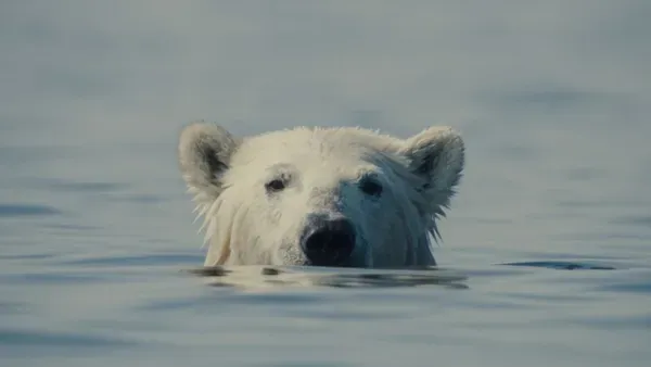 Weisman: 'As young, impressionable students I think we just couldn't believe this was a place – this economy of bears'
