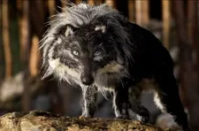 Suzie Templeton on Peter and the wolf: “His belief and his heroism is in seeing that the animal has its own value.”