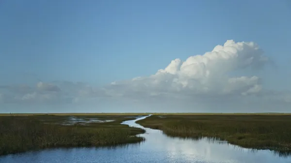Sasha Wortzel on connecting with the Everglades through her residency: 'It was as if I was getting to know a distant aunt who had always been there, but now we had established a new and deeper connection'