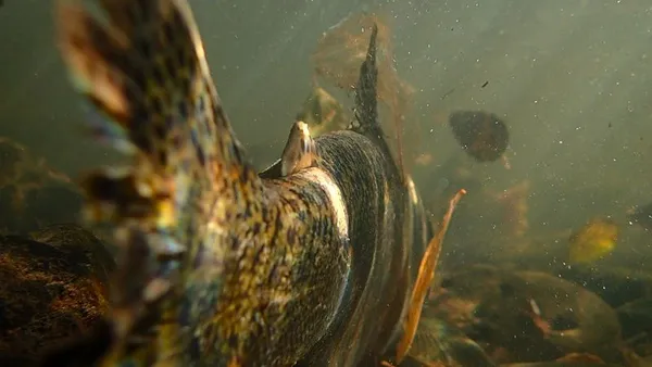 Isabelle Ingold: 'It was really important for us to shine a light on this threat of losing the salmon'