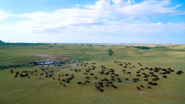 Singing Back The Buffalo