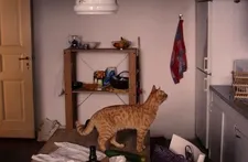 The Strange Little Cat: "Your perception always has to be so awake as if you could lose something."