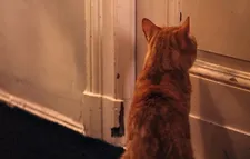 The Strange Little Cat: "Never a story told from beginning to the end."