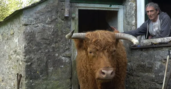 Tony And The Bull