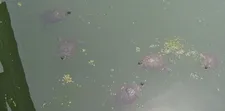 Turtle Pond in Central Park.