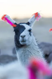 Alejandro Loayzo Grisi: 'The llamas are very easy animals to work with, because they are so photogenic. You can stare at them and they put you in a good mood'