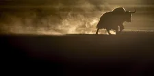 The shots of the wild yaks, where the light forms a kind of halo around their outlines - made me think of ancient cave paintings.