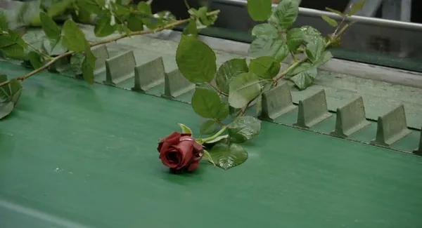 A Flower In The Mouth