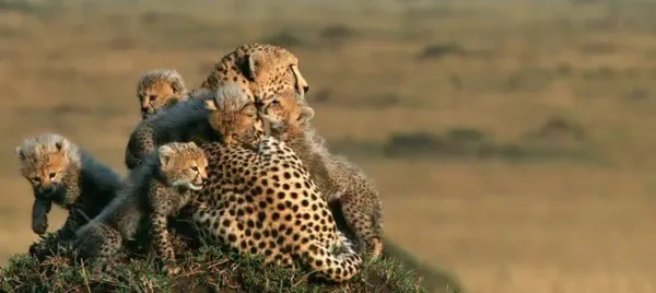 African Cats