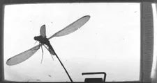 A dragonfly imaged in I See A Darkness