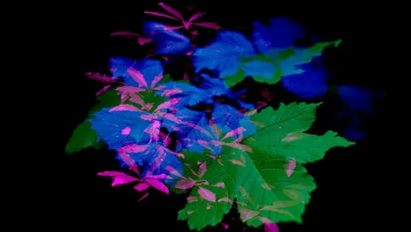 Nocturn For A Forest