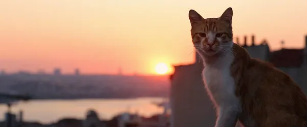 Kedi