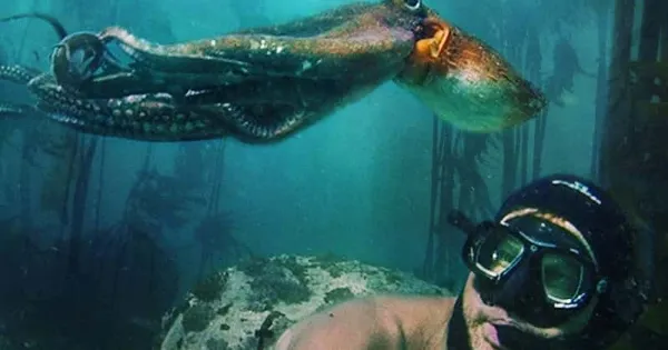 My Octopus Teacher