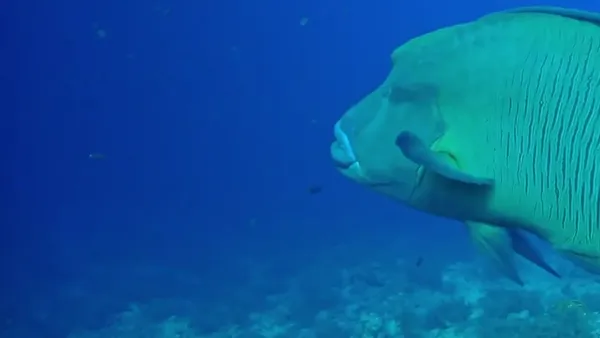 Red Sea: Brother Islands – A Scuba Dive Adventure