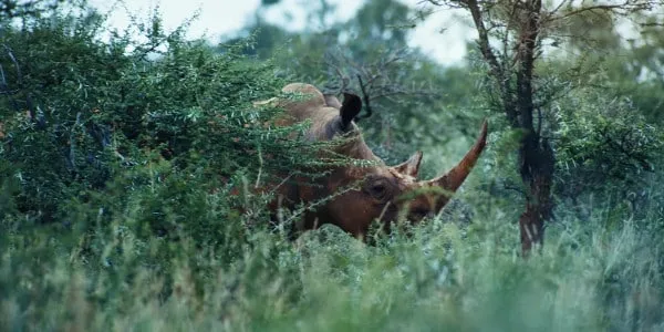 Sides Of A Horn