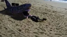 Sand Sharks