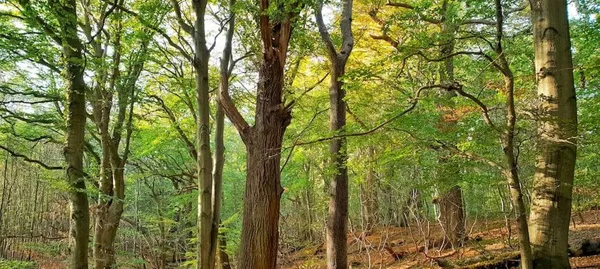 The Hidden Life Of Trees