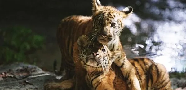 Two Brothers