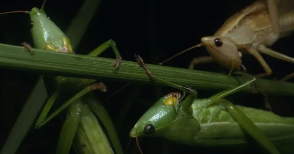 Daniel McCabe on the grasshoppers: 'They're delicious. They've got a very specific and unique flavor. I'd say it's like, shrimp meets popcorn in a nutty way'