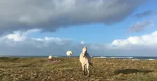 White horses in I See A Darkness