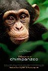 Chimpanzee packshot