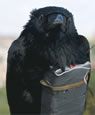 Four Lions