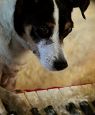 Heart Of A Dog