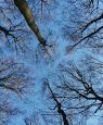 The Hidden Life Of Trees
