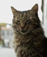 KEDi