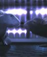 One Rat Short