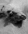 Patience (After Sebald)