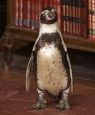 The Penguin Lessons