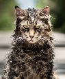 Pet Sematary