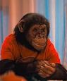 Primate