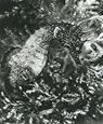 Science Is Fiction: The Films of Jean Painlevé