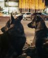 Space Dogs